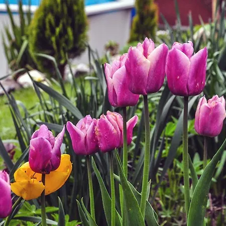 Wierchy Apartament *